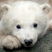 Схема вышивки «Белый Медвежонок»