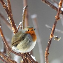 Схема вышивки «Воробей на иве»