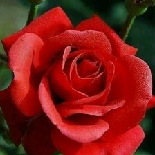 Схема вышивки «Королева цветов»