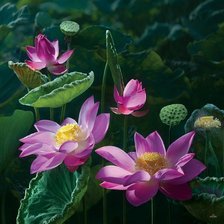 Схема вышивки «Лотосы»