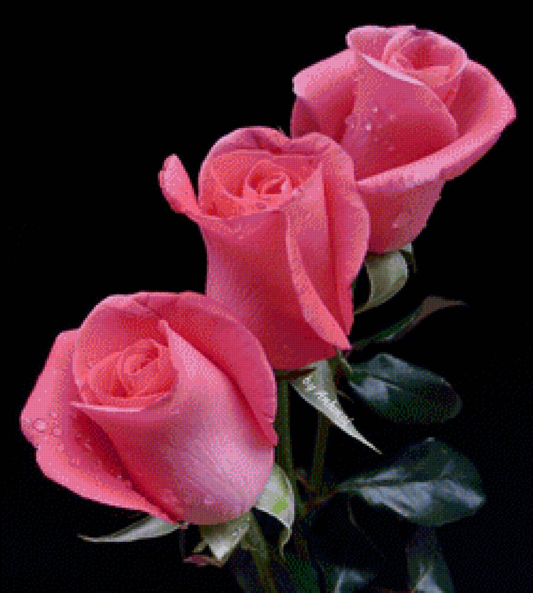 Поздравляю! - цветы, розы - предпросмотр