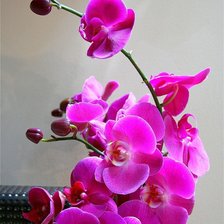 Схема вышивки «На счастье»