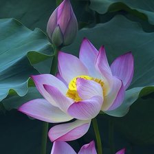 Схема вышивки «Розовые лотосы, панелька»