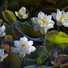 Схема вышивки «Белые лотосы4»