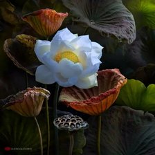 Белый лотос