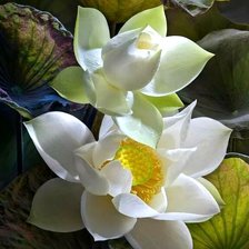 Схема вышивки «Белые лотосы6»