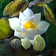 Схема вышивки «Белый лотос7»