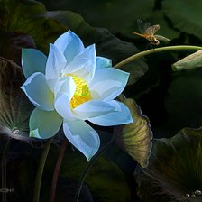 Схема вышивки «Белый лотос3»