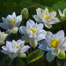 Схема вышивки «Белые лотосы8»