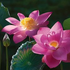 Розовые лотосы