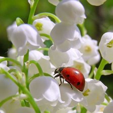 Схема вышивки «Ландыши и солнышко»