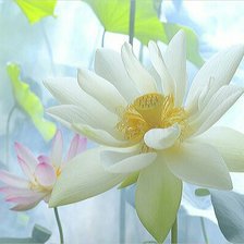 Пастельные лотосы