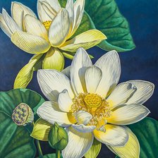 Схема вышивки «Лотосы1»