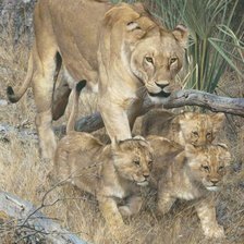 Схема вышивки «дикие»