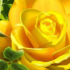 Желтая роза