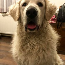 Схема вышивки «Kuvasz kutyus»