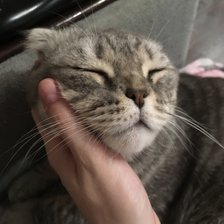 Схема вышивки «Кот»