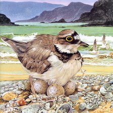 Схема вышивки «Птицы»