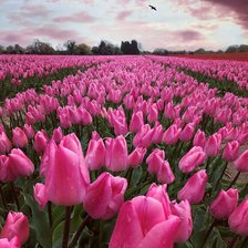 Схема вышивки «поле тюльпанов»