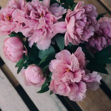 Схема вышивки «пионы»