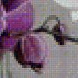 Предпросмотр схемы вышивки «Орхидеи» (№2090427)