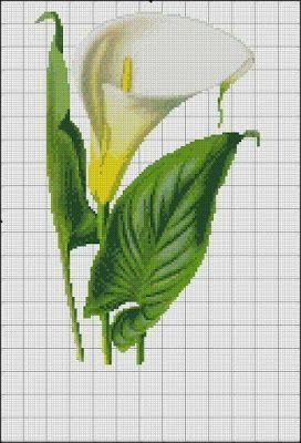 cala2 - оригинал