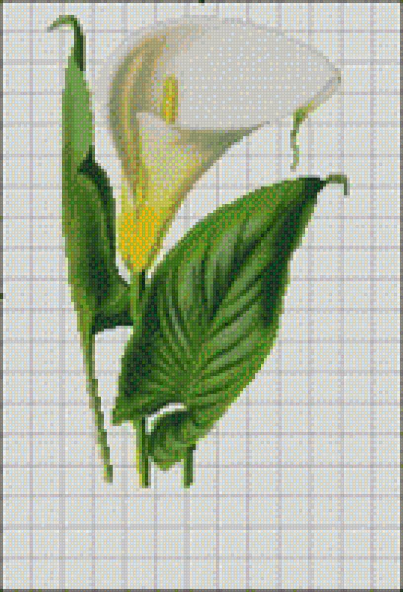 cala2 - предпросмотр