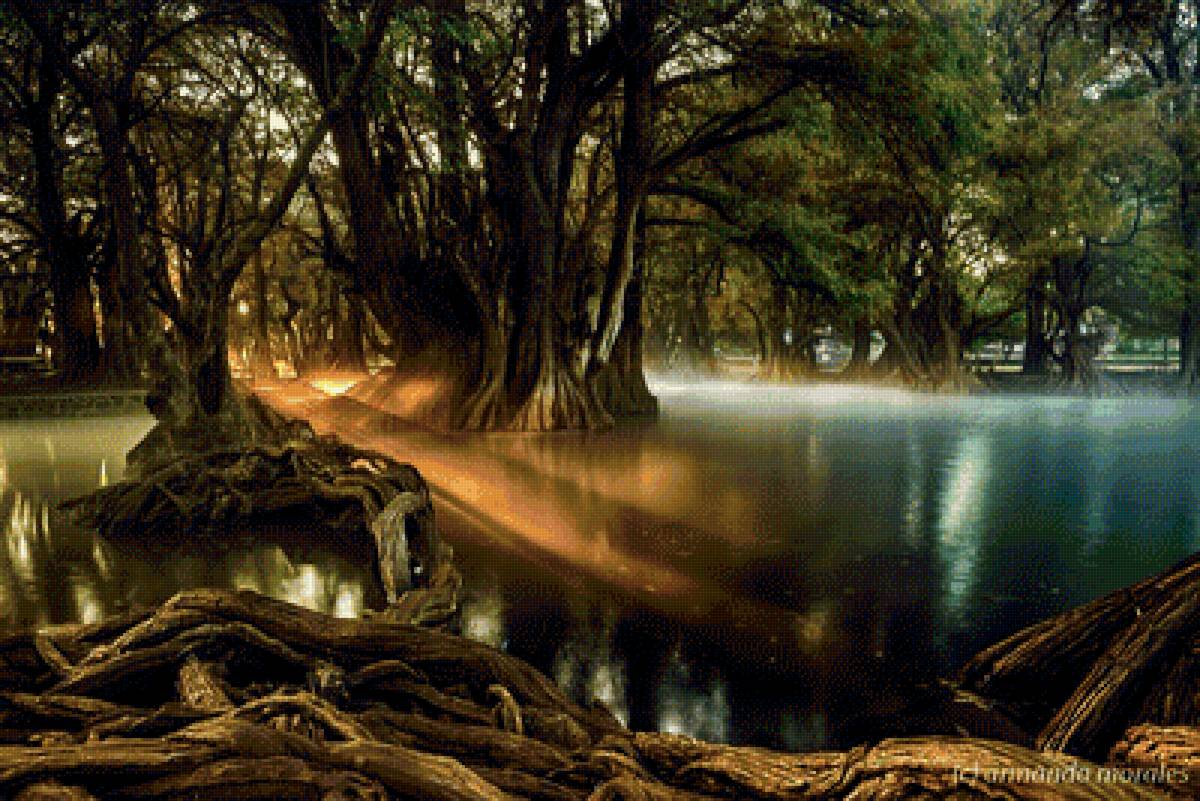 Мангровые деревья - мангры, корни, джунгли, дерево, лес - предпросмотр