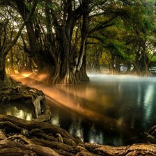 Схема вышивки «Мангровые деревья»