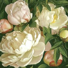 Схема вышивки «Пионы рясные белые»