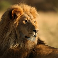 Схема вышивки «Лев»