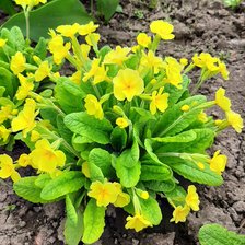 Схема вышивки «Примула»