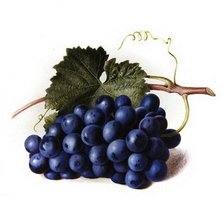 Схема вышивки «фрукты»