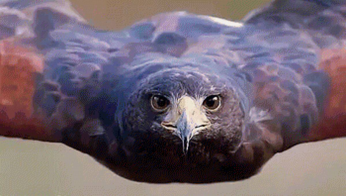 в полете - совы, птицы - предпросмотр