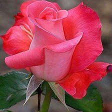 Схема вышивки «цветы»