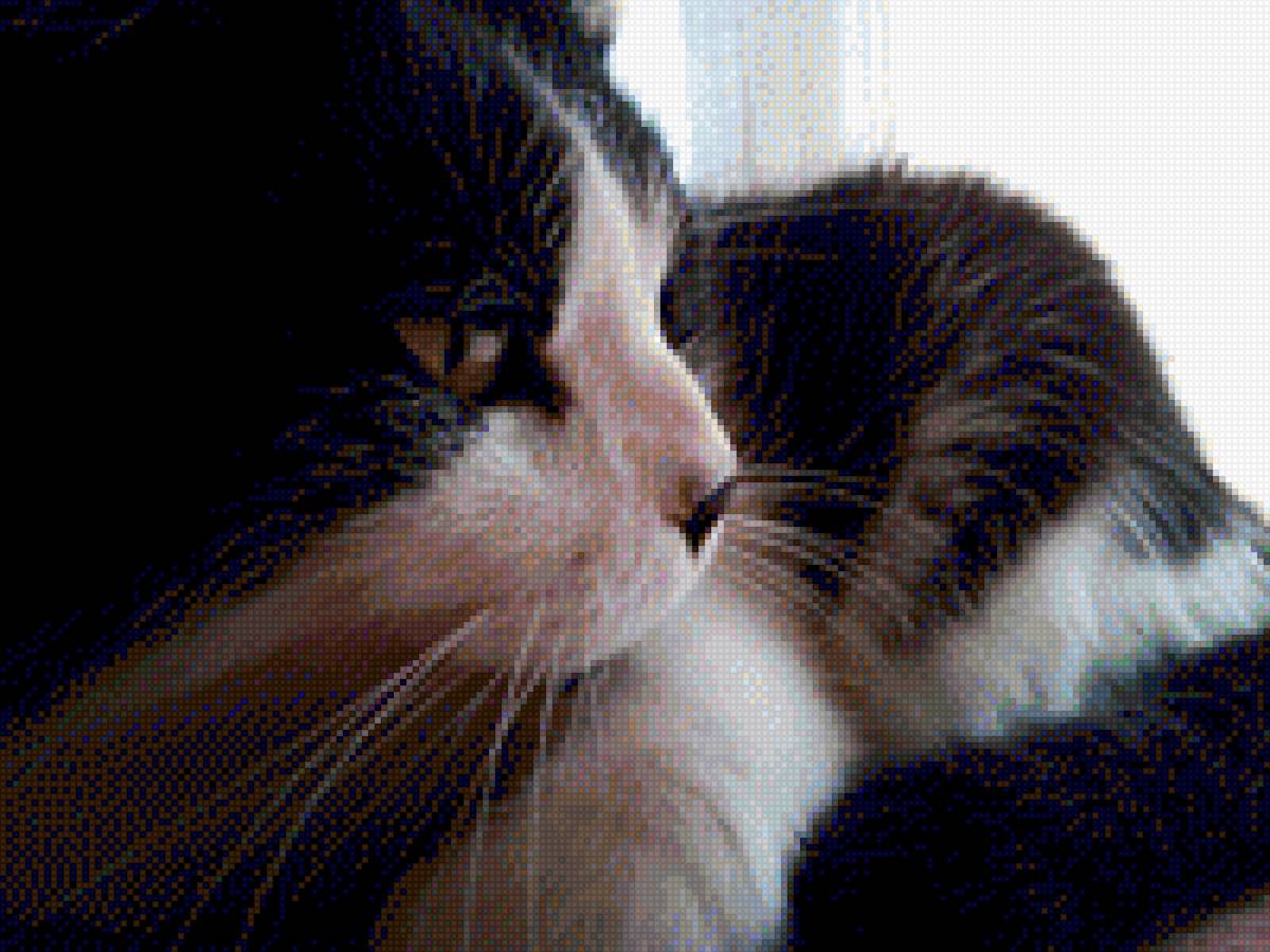 phoebe - предпросмотр