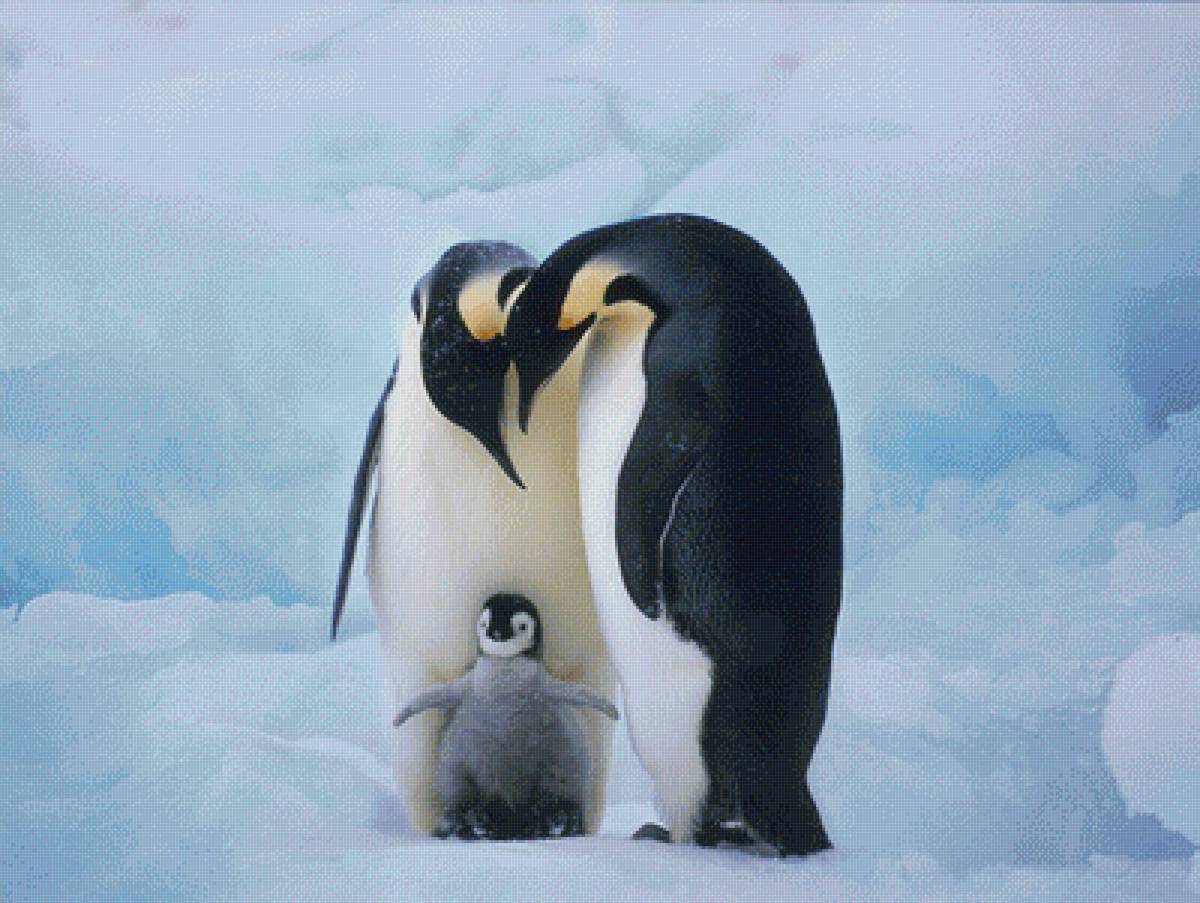 Pinguin family - пингвины - предпросмотр
