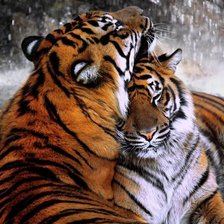 Схема вышивки «дикие»