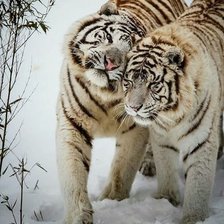 Схема вышивки «дикие»