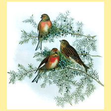 Схема вышивки «Серия "Птицы"»