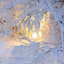 утро в зимнем лесу