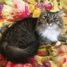 Схема вышивки «Кот»