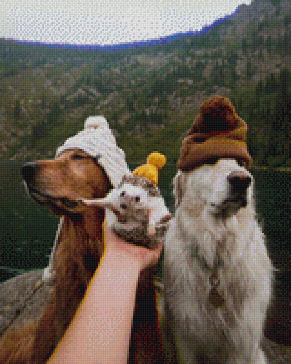 Собака ёжик туман лес озеро вода горы - предпросмотр