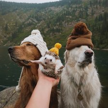 Схема вышивки «Собака ёжик туман лес озеро вода горы»