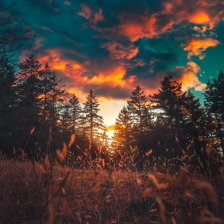 Схема вышивки «Лес закат цветы»