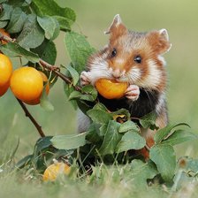 Схема вышивки «№2093771»