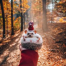 Схема вышивки «№2093799»