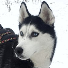 Схема вышивки «Хаски»