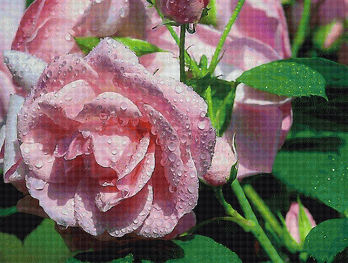 Розы - предпросмотр