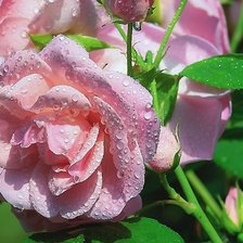 Схема вышивки «Розы»